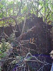 Ultra-sexy older chick is getting nude